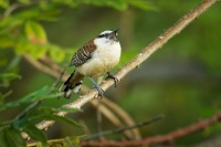 Strizlik rezavosijny - Campylorhynchus rufinucha - Rufous-naped Wren 5600